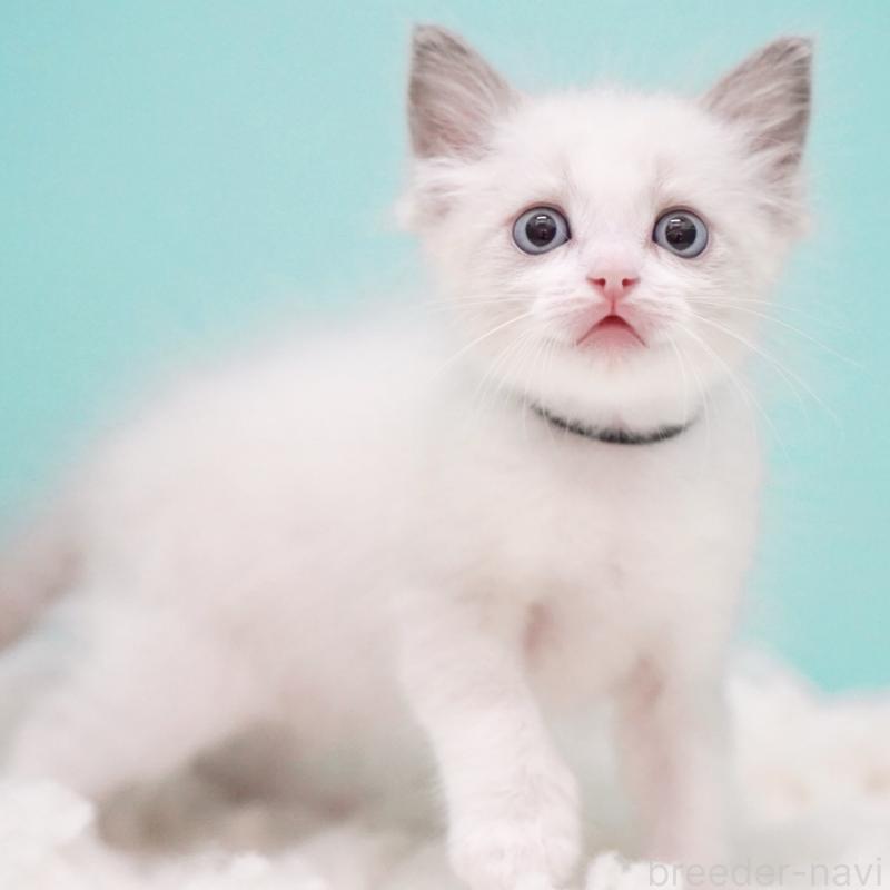 成約済の東京都のラグドール-129630の2枚目