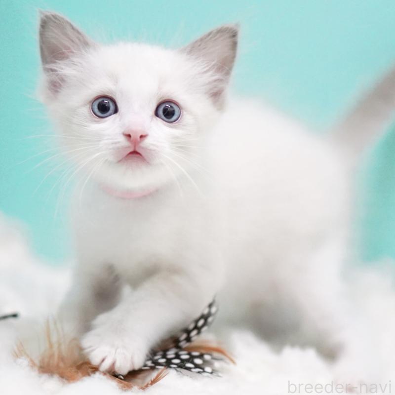 販売中の東京都のラグドール-129631