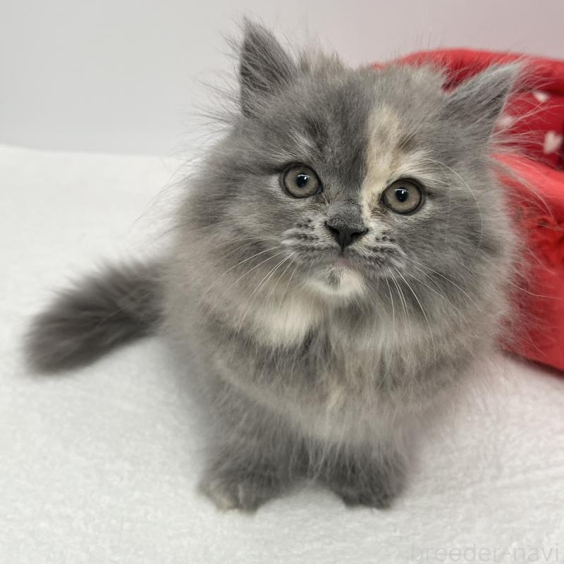 販売中の愛知県のミヌエット-130298