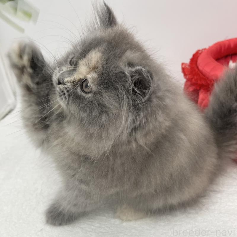 販売中の愛知県のミヌエット-130298の5枚目