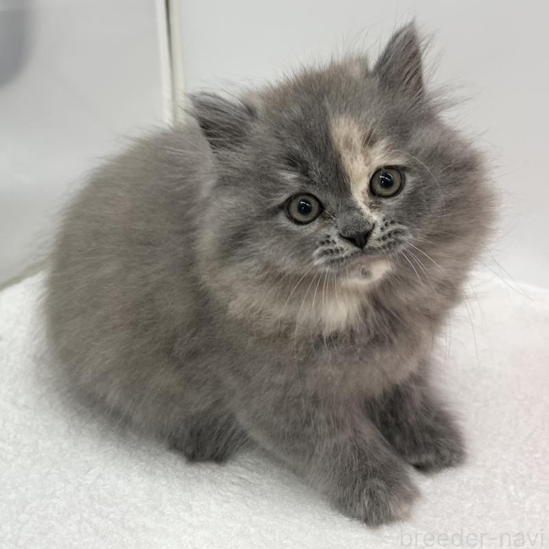 販売中の愛知県のミヌエット-130298の4枚目