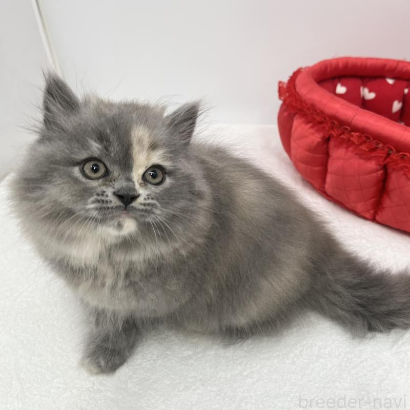 販売中の愛知県のミヌエット-130298の3枚目