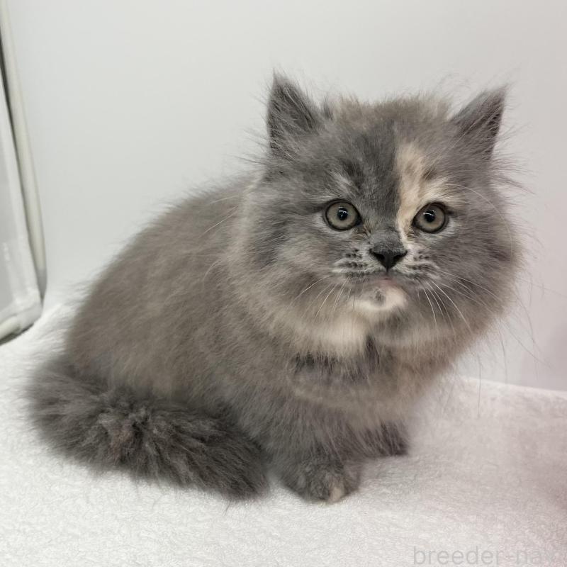 販売中の愛知県のミヌエット-130298の2枚目