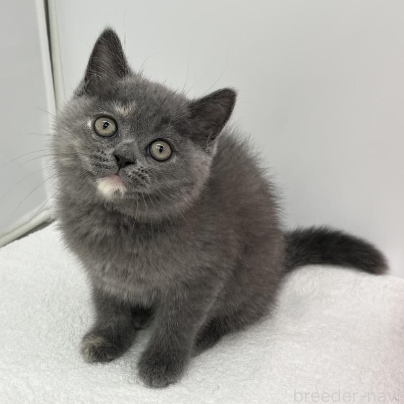 販売中の愛知県のミヌエット-130299の5枚目