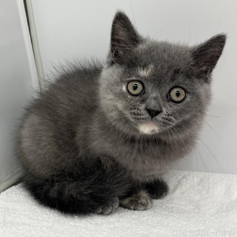 販売中の愛知県のミヌエット-130299