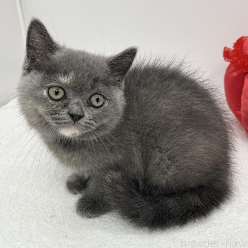 販売中の愛知県のミヌエット-130299の4枚目