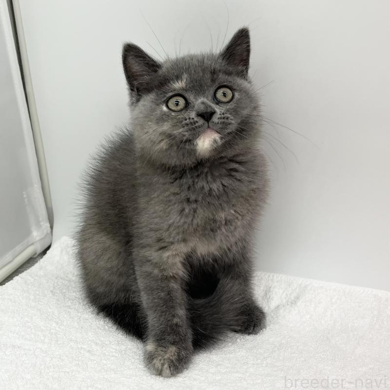 販売中の愛知県のミヌエット-130299の3枚目