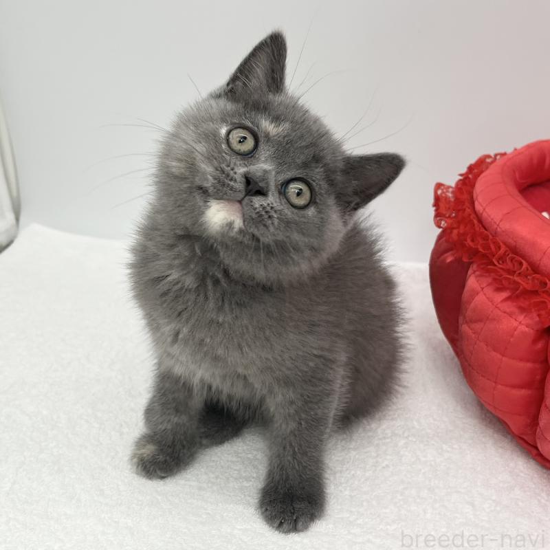 販売中の愛知県のミヌエット-130299の2枚目