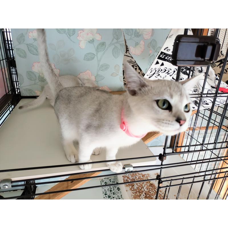 販売中の東京都のバーミラ-123349の3枚目