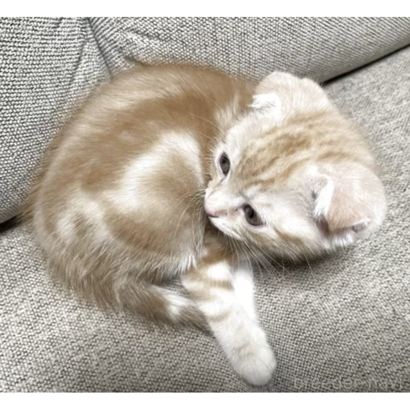 販売中の岡山県のミックス-130300の2枚目