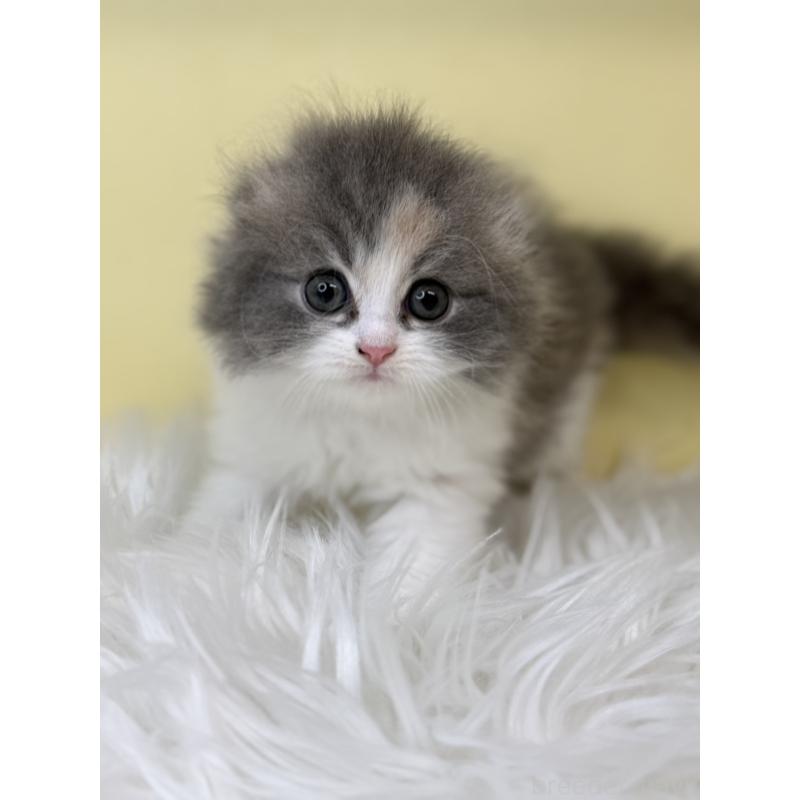 販売中の埼玉県のスコティッシュフォールド(折れ耳)-130195の4枚目