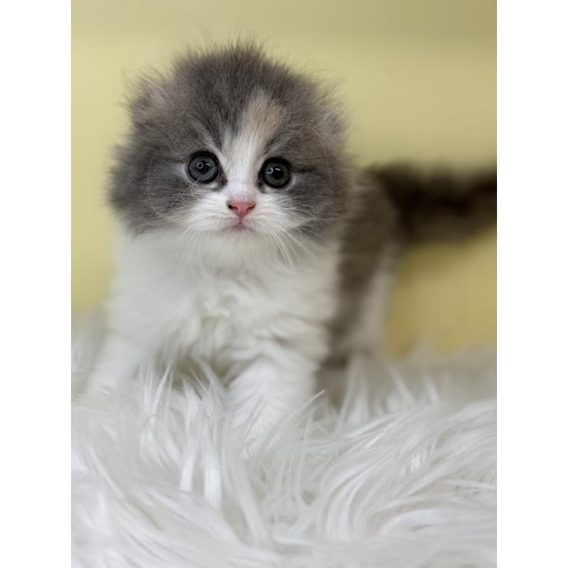 販売中の埼玉県のスコティッシュフォールド(折れ耳)-130195の3枚目