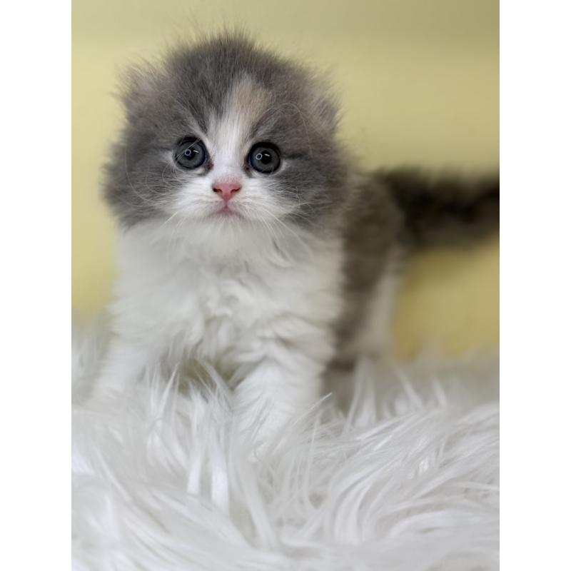 販売中の埼玉県のスコティッシュフォールド(折れ耳)-130195の2枚目