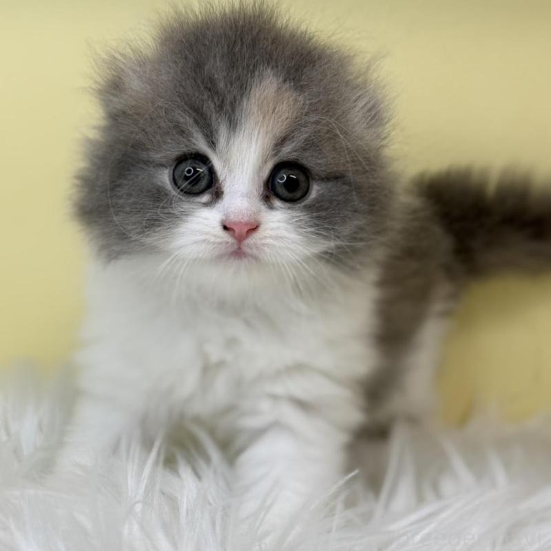 販売中の埼玉県のスコティッシュフォールド(折れ耳)-130195の1枚目