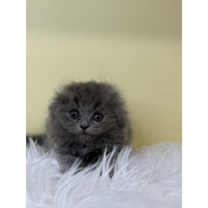 販売中の埼玉県のスコティッシュフォールド(折れ耳)-130197の4枚目