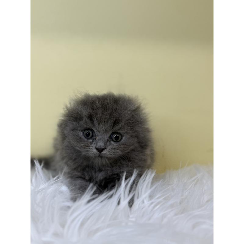 販売中の埼玉県のスコティッシュフォールド(折れ耳)-130197の3枚目