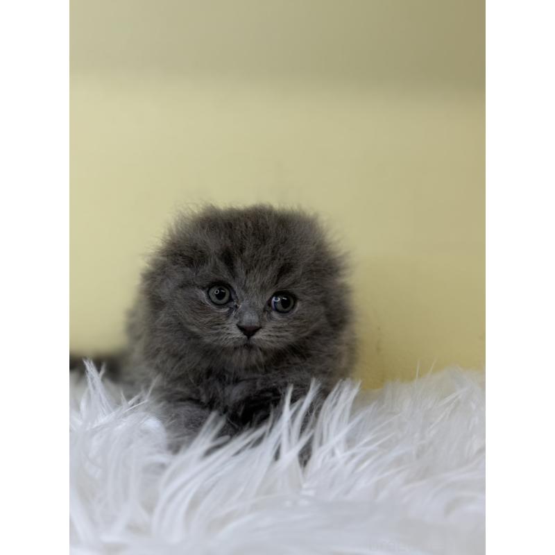 販売中の埼玉県のスコティッシュフォールド(折れ耳)-130197の2枚目