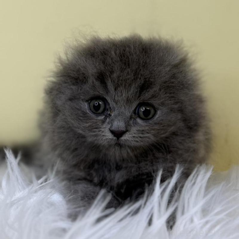 販売中の埼玉県のスコティッシュフォールド(折れ耳)-130197の1枚目