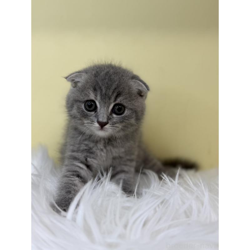 販売中の埼玉県のスコティッシュフォールド(折れ耳)-130198の4枚目