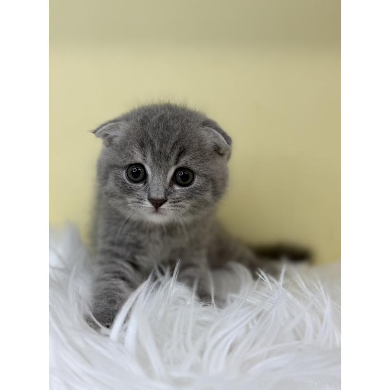 販売中の埼玉県のスコティッシュフォールド(折れ耳)-130198の3枚目