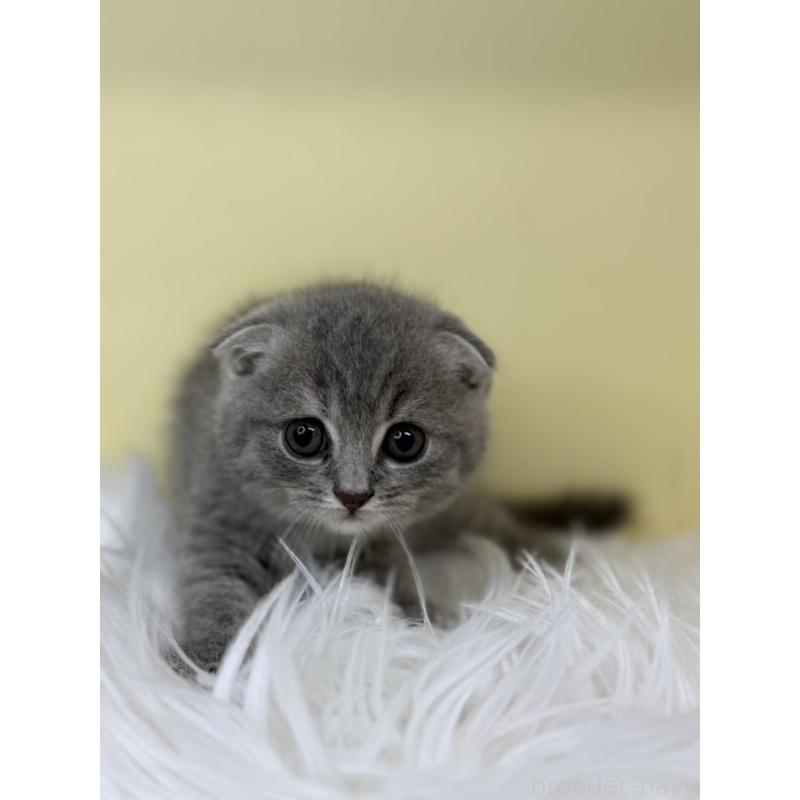 販売中の埼玉県のスコティッシュフォールド(折れ耳)-130198の2枚目