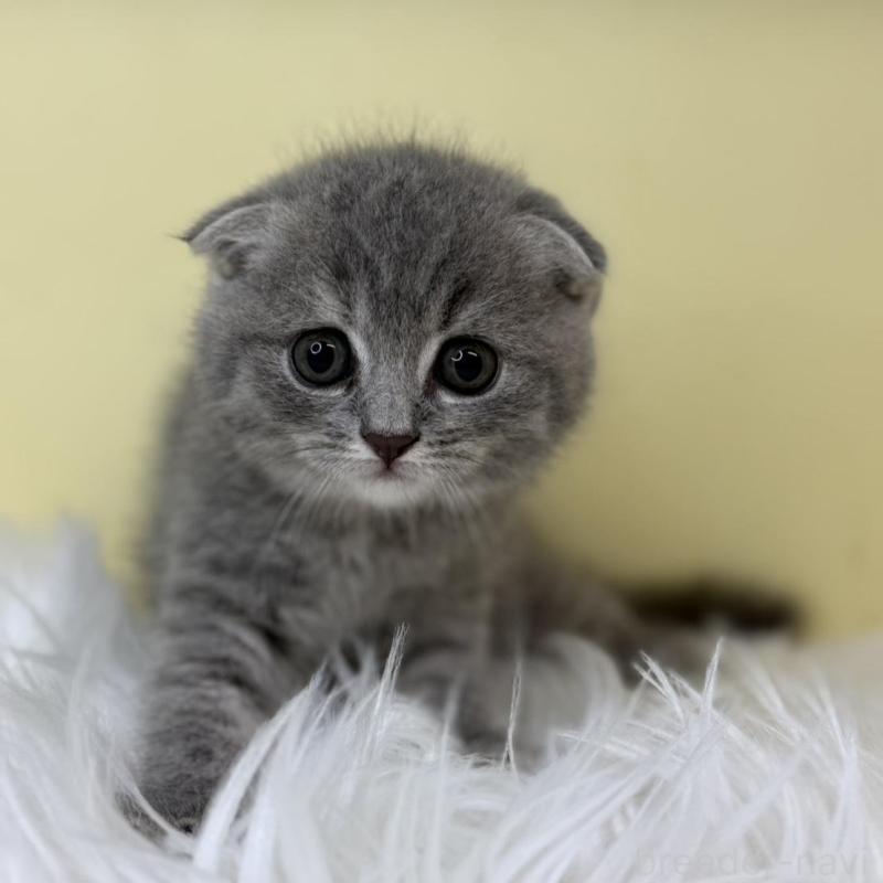 販売中の埼玉県のスコティッシュフォールド(折れ耳)-130198の1枚目