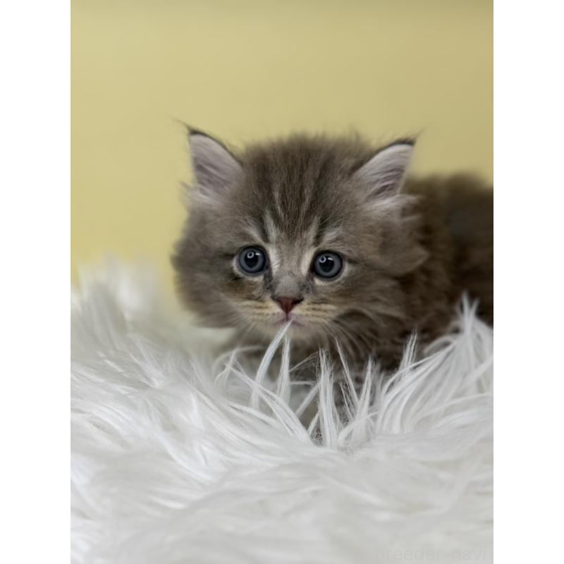 販売中の埼玉県のサイベリアン-130199の4枚目