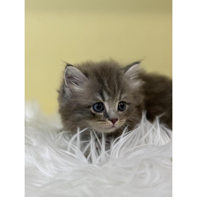 販売中の埼玉県のサイベリアン-130199の3枚目