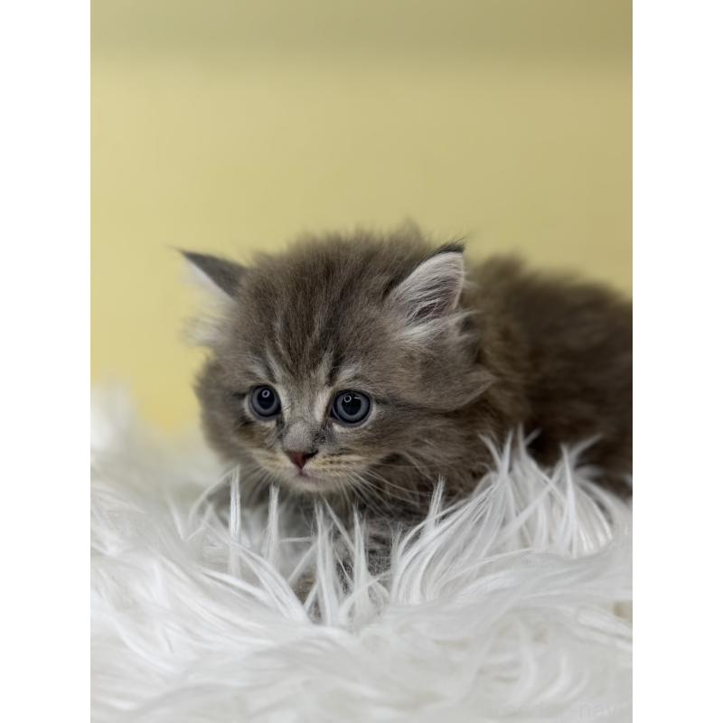 販売中の埼玉県のサイベリアン-130199の2枚目