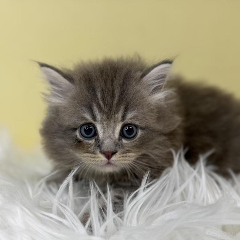 販売中の埼玉県のサイベリアン-130199の1枚目