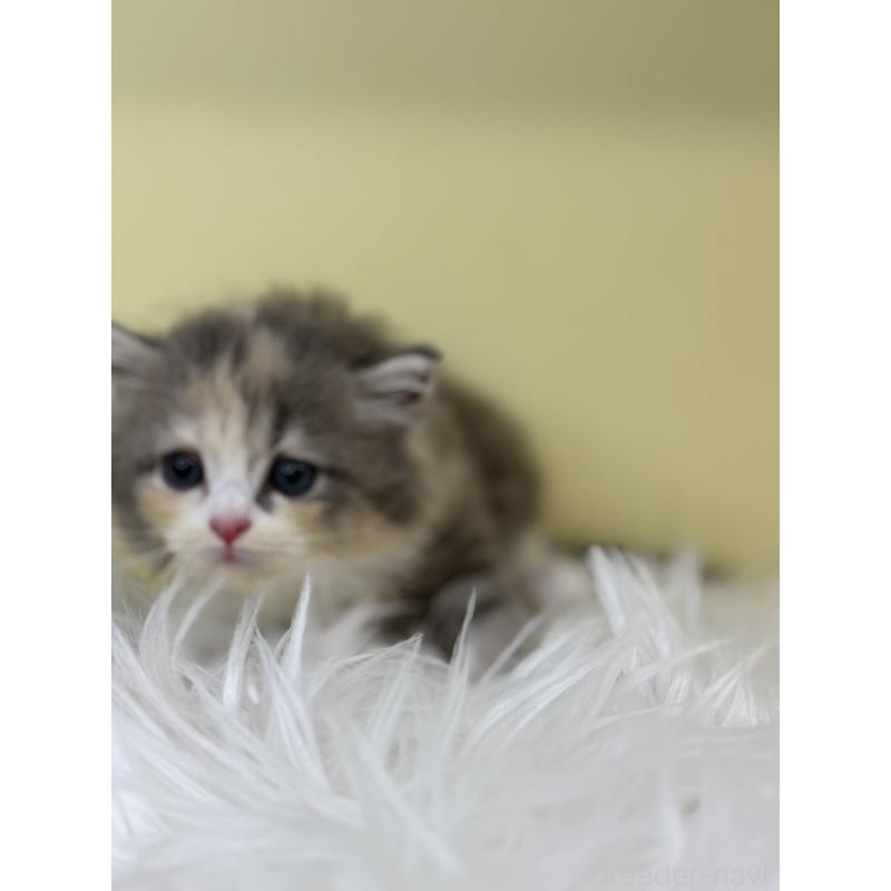 販売中の埼玉県のサイベリアン-130200の4枚目