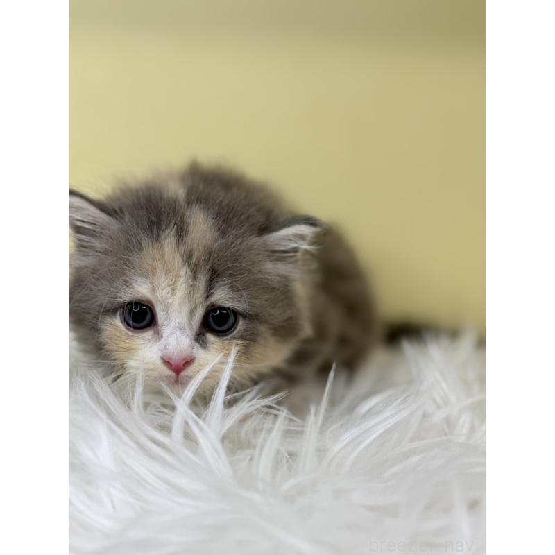 販売中の埼玉県のサイベリアン-130200の3枚目