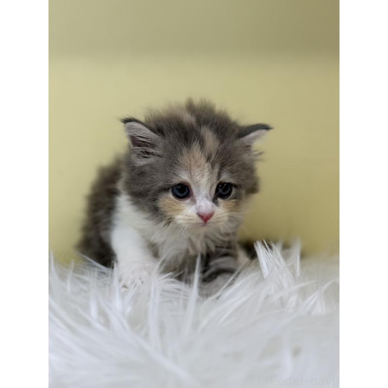 販売中の埼玉県のサイベリアン-130200の2枚目