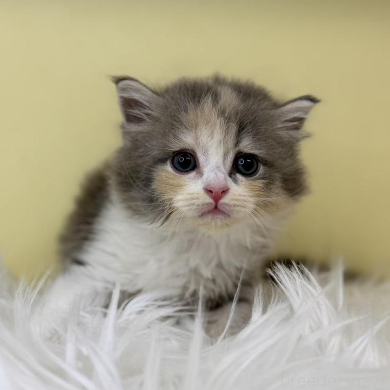 販売中の埼玉県のサイベリアン-130200の1枚目