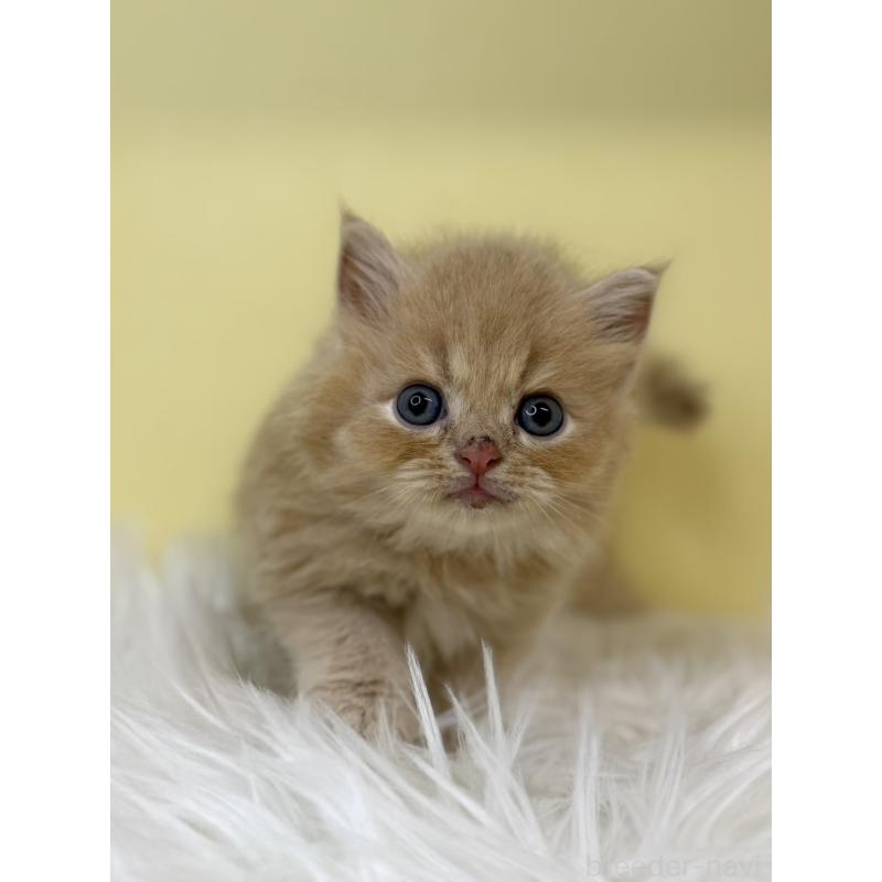 販売中の埼玉県のミヌエット(短足)-130202の4枚目