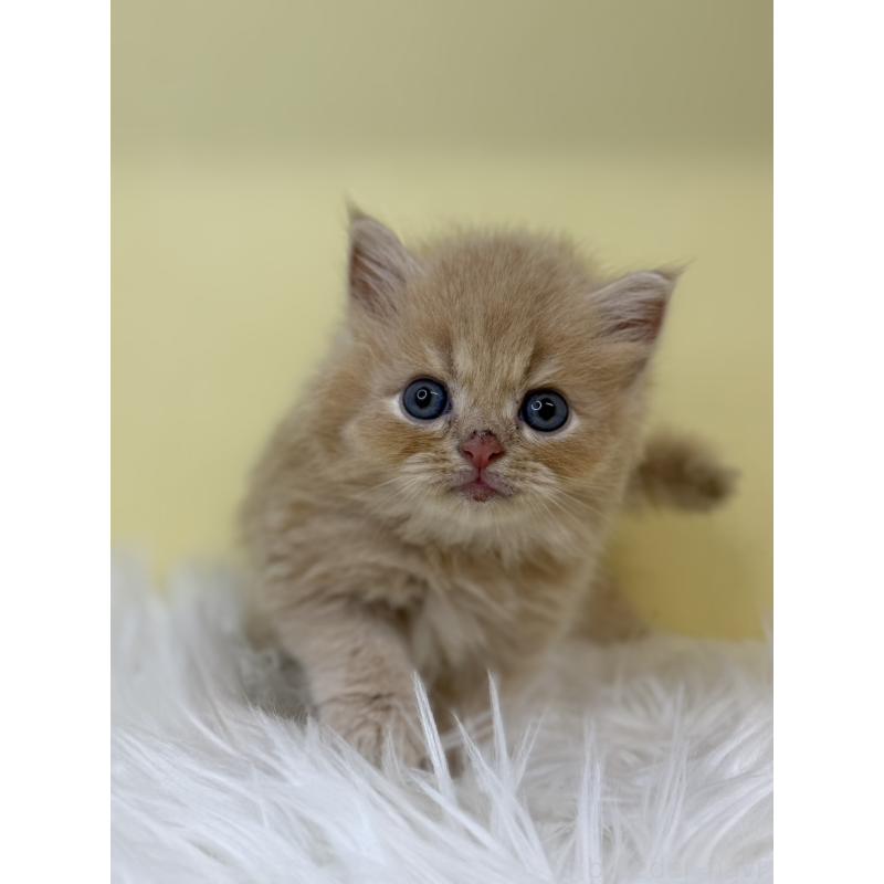 販売中の埼玉県のミヌエット(短足)-130202の3枚目