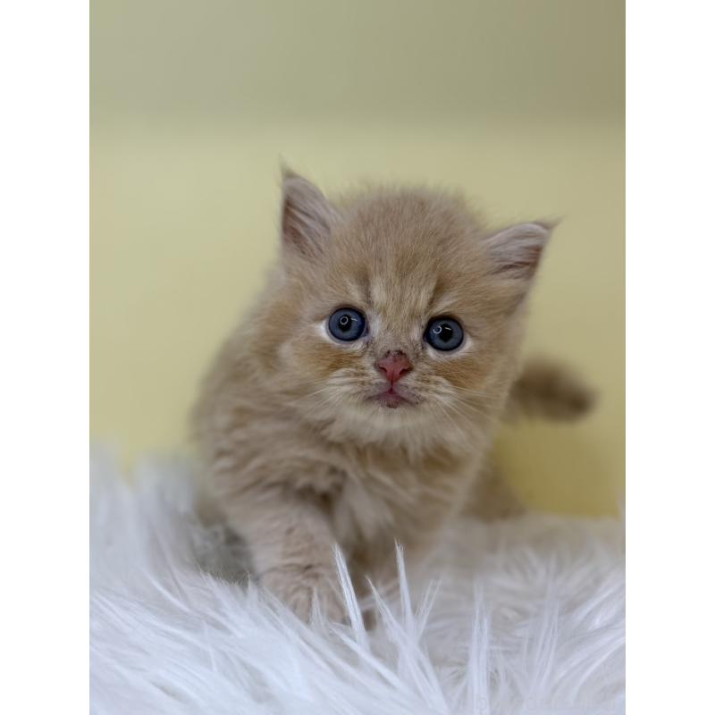 販売中の埼玉県のミヌエット(短足)-130202の2枚目