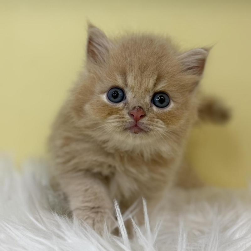 販売中の埼玉県のミヌエット(短足)-130202の1枚目