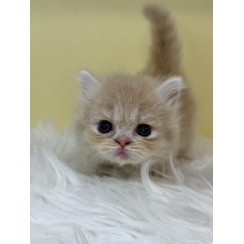 販売中の埼玉県のミヌエット(短足)-130203の4枚目