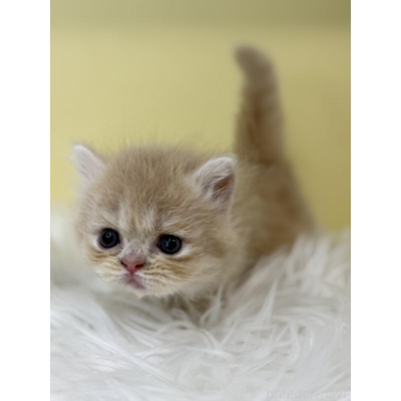 販売中の埼玉県のミヌエット(短足)-130203の3枚目