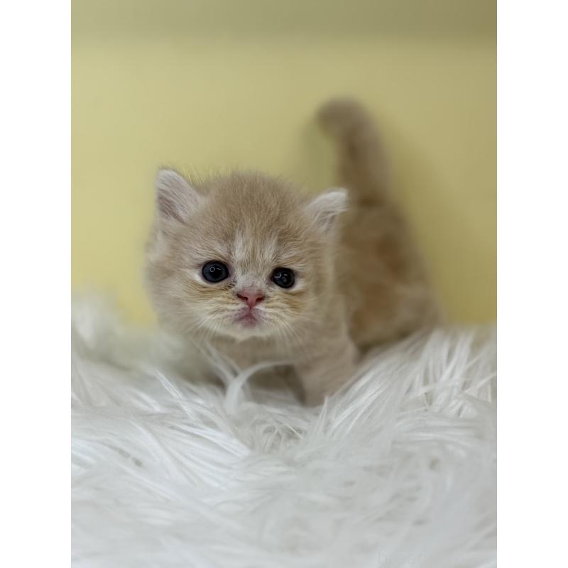 販売中の埼玉県のミヌエット(短足)-130203の2枚目