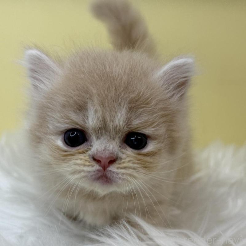 販売中の埼玉県のミヌエット(短足)-130203の1枚目