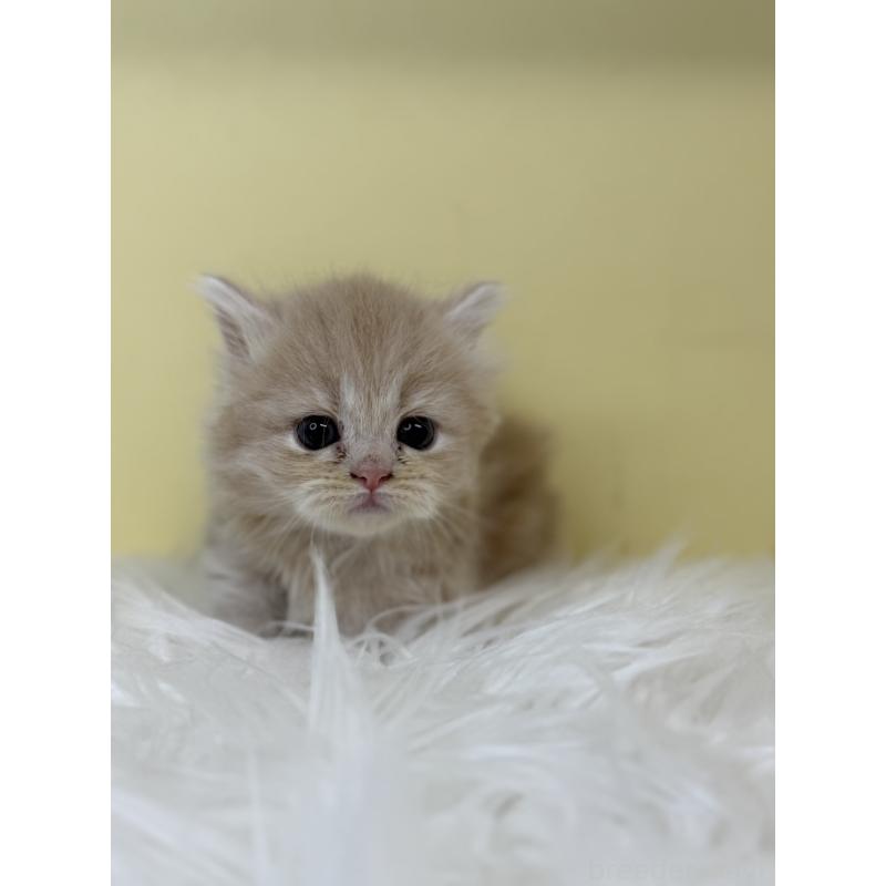 販売中の埼玉県のミヌエット(短足)-130204の4枚目