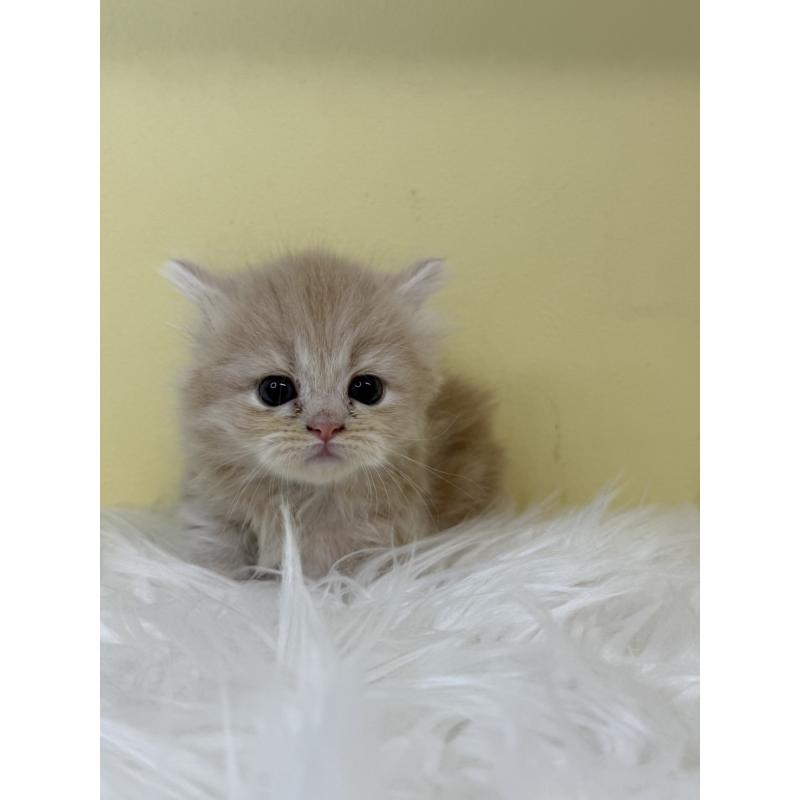 販売中の埼玉県のミヌエット(短足)-130204の3枚目