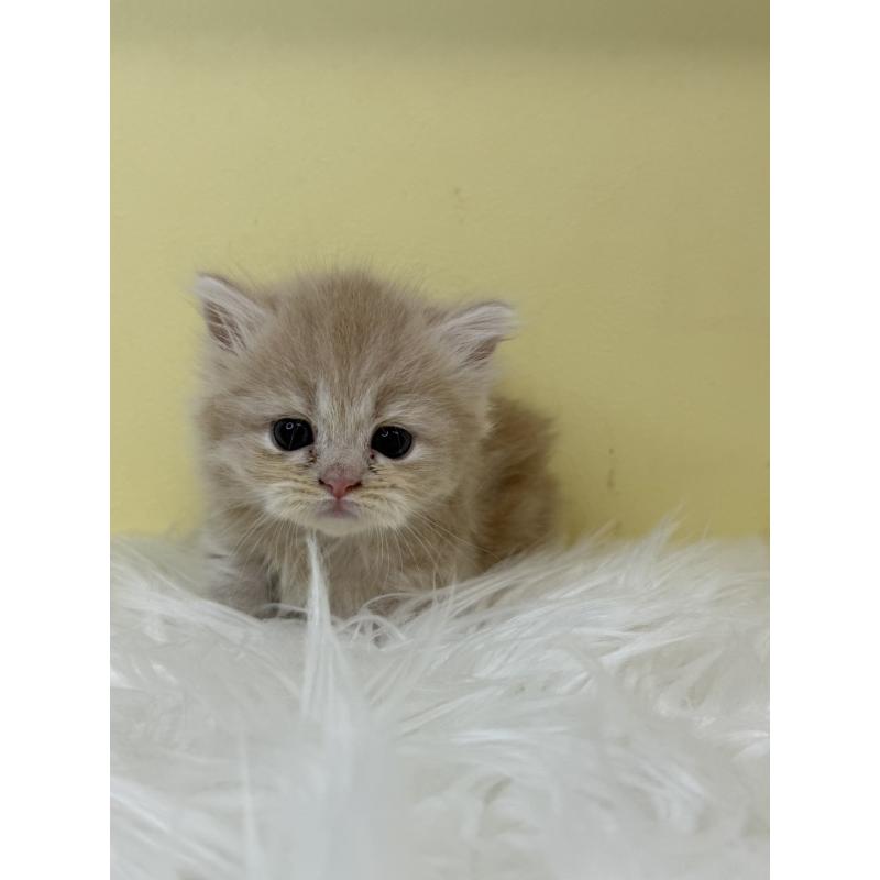 販売中の埼玉県のミヌエット(短足)-130204の2枚目