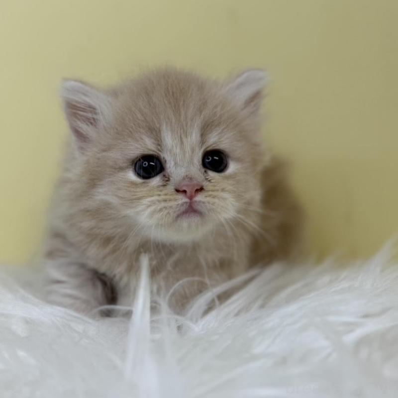 販売中の埼玉県のミヌエット(短足)-130204の1枚目