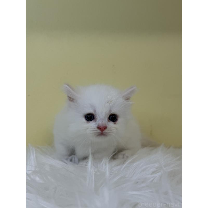 販売中の埼玉県のミヌエット(短足)-130205の4枚目