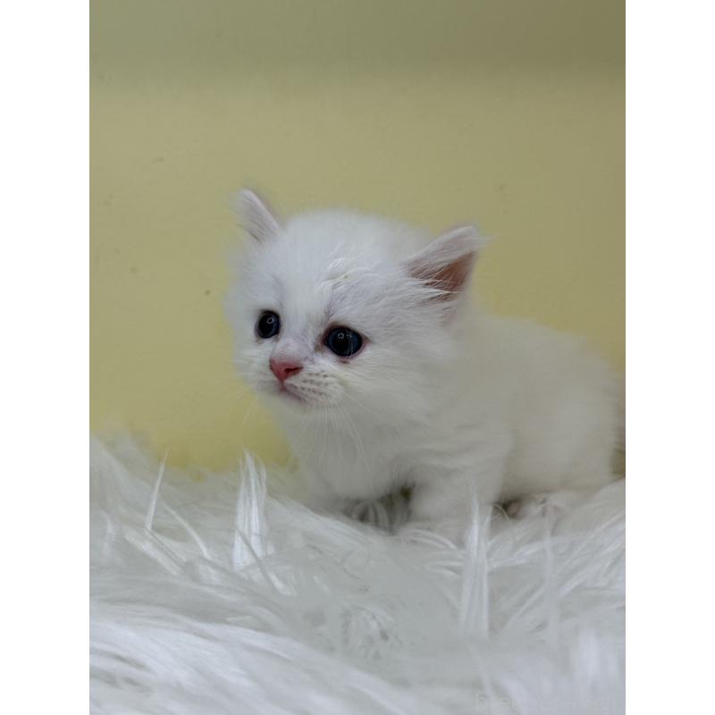 販売中の埼玉県のミヌエット(短足)-130205の3枚目