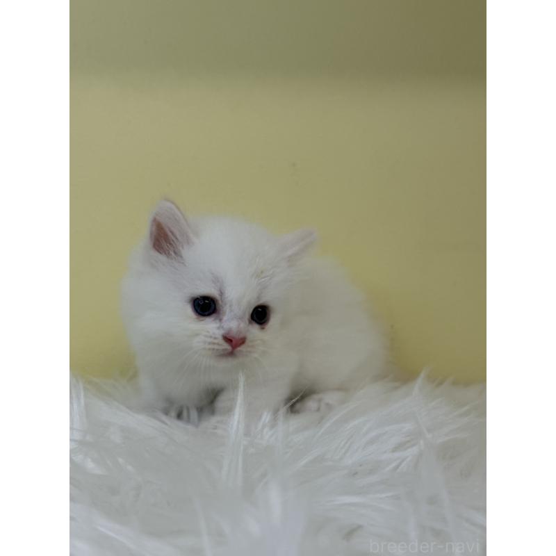 販売中の埼玉県のミヌエット(短足)-130205の2枚目