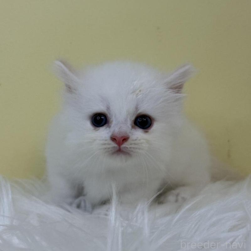 販売中の埼玉県のミヌエット(短足)-130205の1枚目